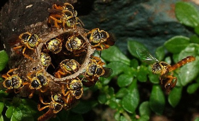 Jatai bees are the only species that have a soldier caste